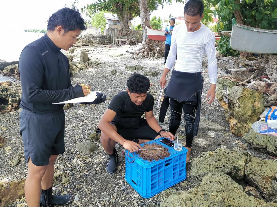 Crown of Thorns Starfish